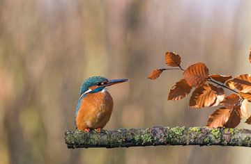 Eisvogel im Herbst von Ans Bastiaanssen