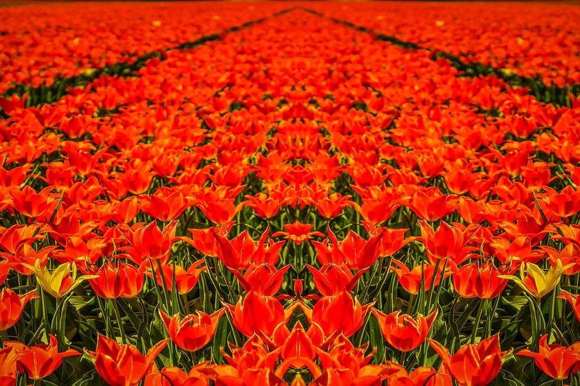 Tulipes par Wolbert Erich
