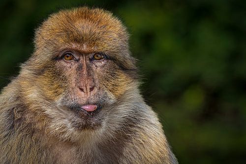 Berberaffen-Portrait