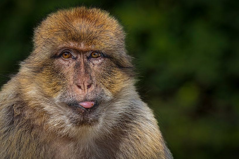Portrait du macaque de Barbarie par Puravida - Photographie et art photographique