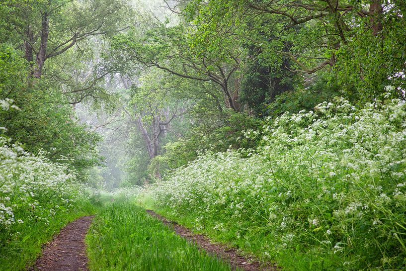 chemin, chemin de sable, herbe à siffler, brume par Karin Broekhuijsen