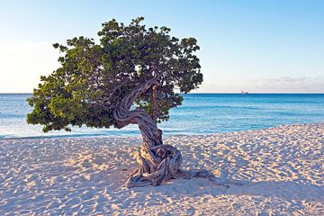 Dividivi-Baum auf Aruba von Eye on You