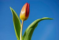 Roodgele Tulp tegen een blauwe lucht van Abraham van Leeuwen thumbnail