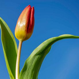 Roodgele Tulp tegen een blauwe lucht van Abraham van Leeuwen