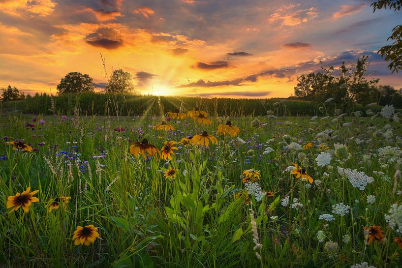 Prairie fleurie en plein été par Tanja Voigt