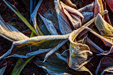 Feuilles de maïs sur Rob Boon