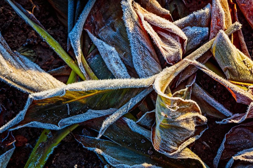 Corn leaves by Rob Boon