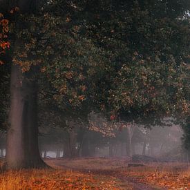 Herfstboog in Buurse van Jeroen Brasz