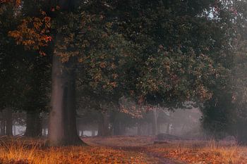 Herbstbogen in Buurse