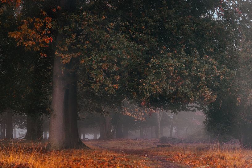 Autumn Arch in Buurse by Jeroen Brasz