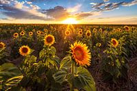 Zonnebloemveld zomer zonsondergang