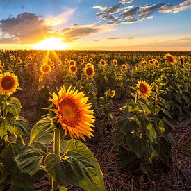 Zonnebloemveld zomer zonsondergang van Daniel Forster