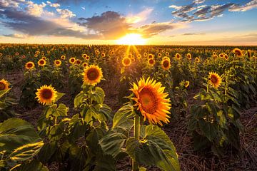 Sonnenblumenfeld Sommer-Sonnenuntergang von Daniel Forster