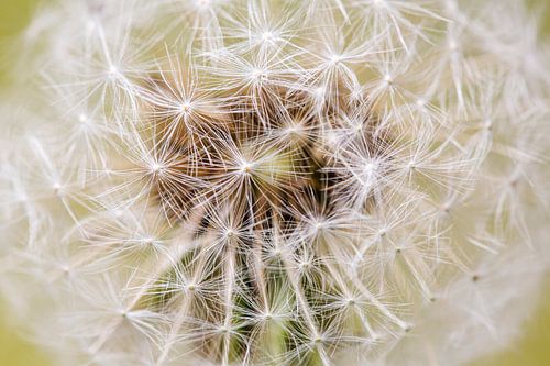 Paardebloempluisje op geel