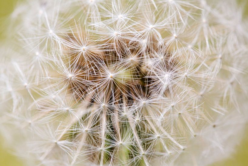 Dandelion Puffball on Yellow by Iris Holzer Richardson