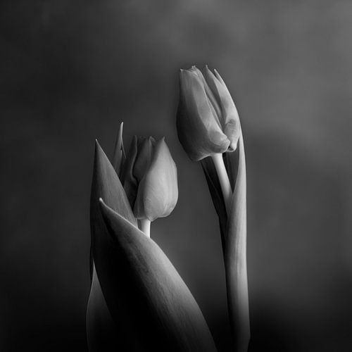 in het volle licht #006