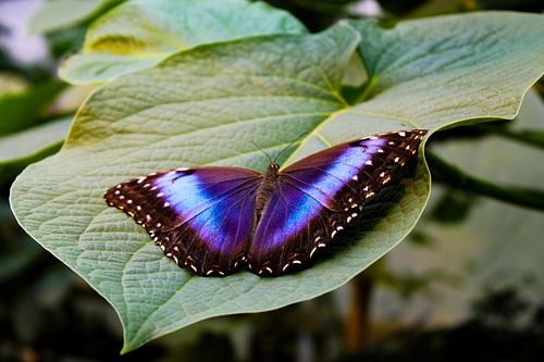 Blauer Schmetterling