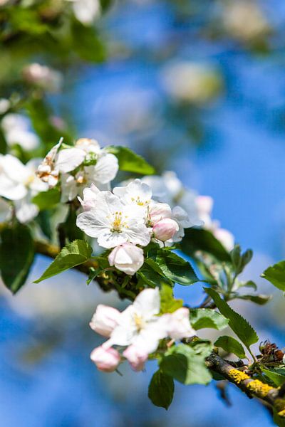 Appelbloesem in het voorjaar (lente) van Wim Demortier
