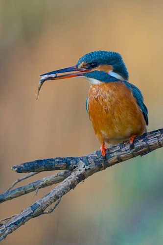 IJsvogel