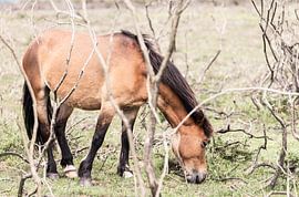 Paard III von Irene Hoekstra