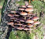 fungus in forest von ChrisWillemsen Miniaturansicht