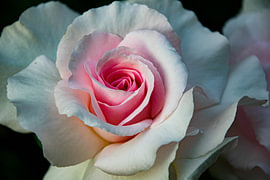 The heart of the rose. by Fien Breynaert