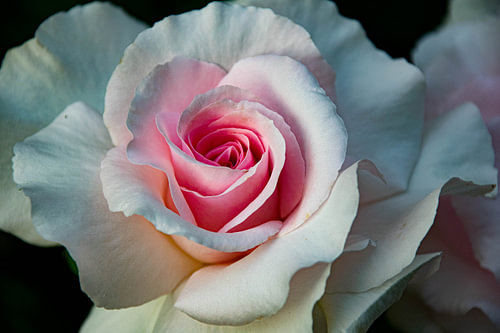 Au cœur de la rose. sur Fien Breynaert