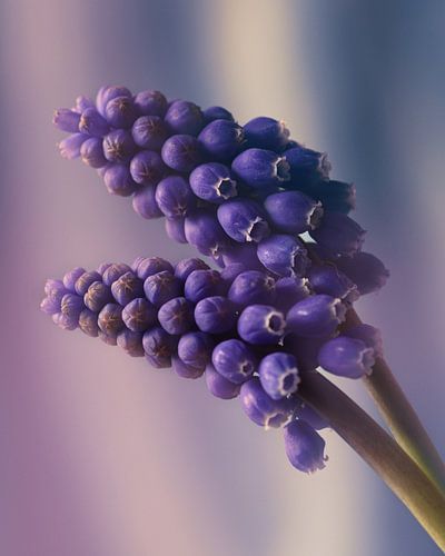 blaue Weintrauben