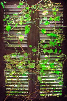 Nature takes over