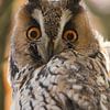 Le hibou moyen-duc curieux fait les gros yeux sur Anne Ponsen