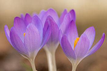 Fleurs de printemps