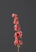 Rosa Trockenblume