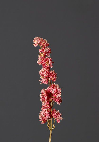 Rosa Trockenblume von michel meppelink