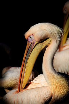 Pelikan im Rampenlicht