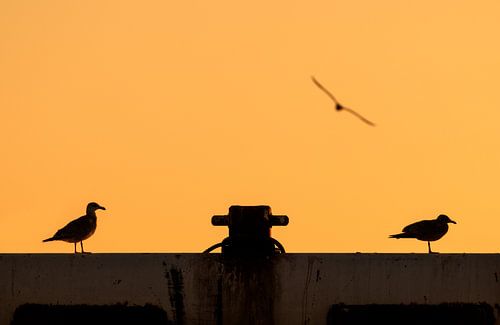Zonsondergang met Zeemeeuwen