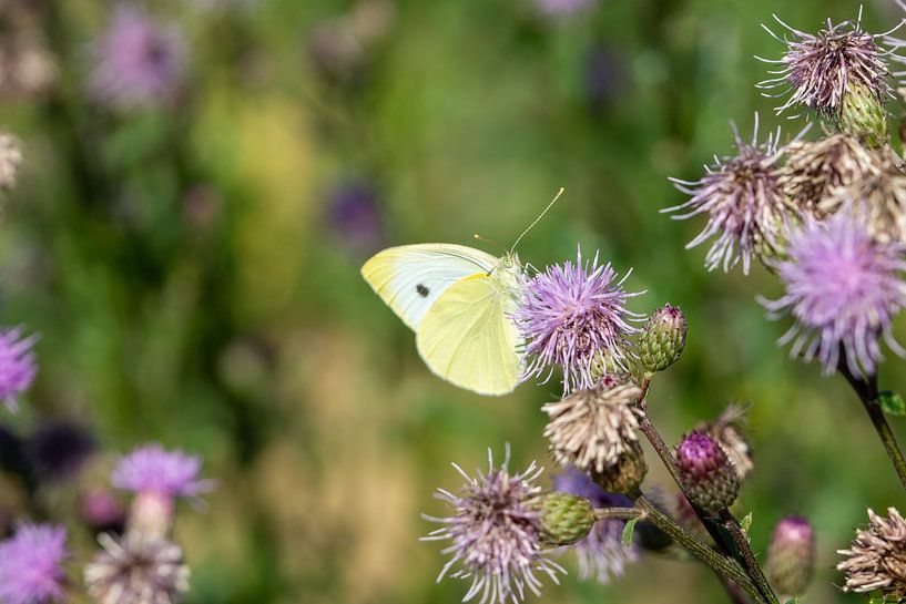 Zitronenfalter Gonepteryx rhamni an einer Distel von Animaflora PicsStock
