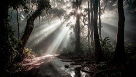 Regenwoud met zonsopgang