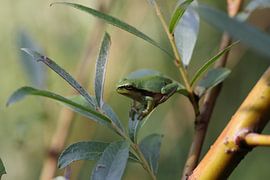 tree frog by Frank Fichtmüller