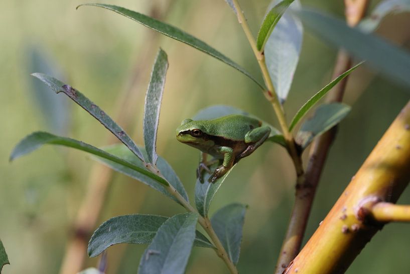 tree frog by Frank Fichtmüller