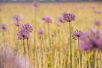 Tache de couleur violette dans le champ sur Danny Tchi Photography