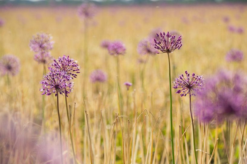 Paarse kleurvlek in het veld van Danny Tchi Photography