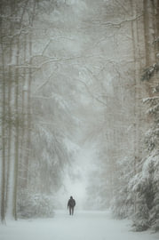Errer dans le silence hivernal