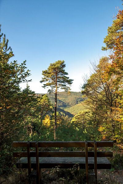 Single pine tree standing on a mountain with a wide view of a valley in front of a bench by Hans-Jürgen Janda
