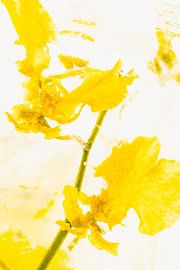 Yellow orchid in ice 3 by Marc Heiligenstein