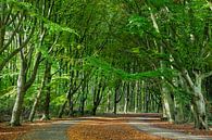 Amsterdamse Bos van Johan Zwarthoed thumbnail