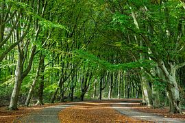 Amsterdamse Bos by Johan Zwarthoed