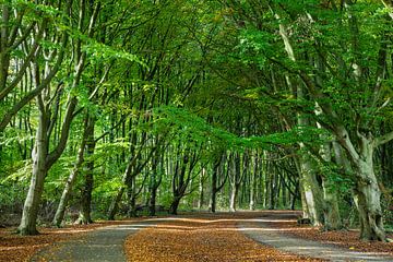 Amsterdamse Bos by Johan Zwarthoed