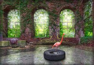 Flamingo
