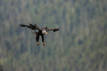 Amerikaanse Zeearend in vlucht