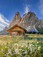Alpine hut with flowers and mountain panoama in the Alps in Tyrol / Dolomites.